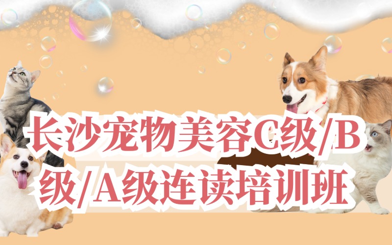 長(zhǎng)沙寵物美容C級(jí)/B級(jí)/A級(jí)連讀培訓(xùn)班