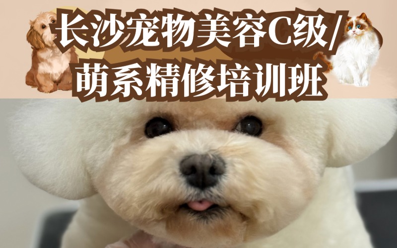長(zhǎng)沙寵物美容C級(jí)/萌系精修培訓(xùn)班