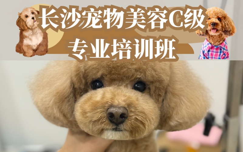 長(zhǎng)沙寵物美容C級(jí)專(zhuān)業(yè)培訓(xùn)班