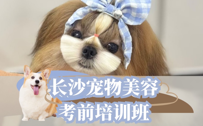 長(zhǎng)沙寵物美容考前培訓(xùn)班