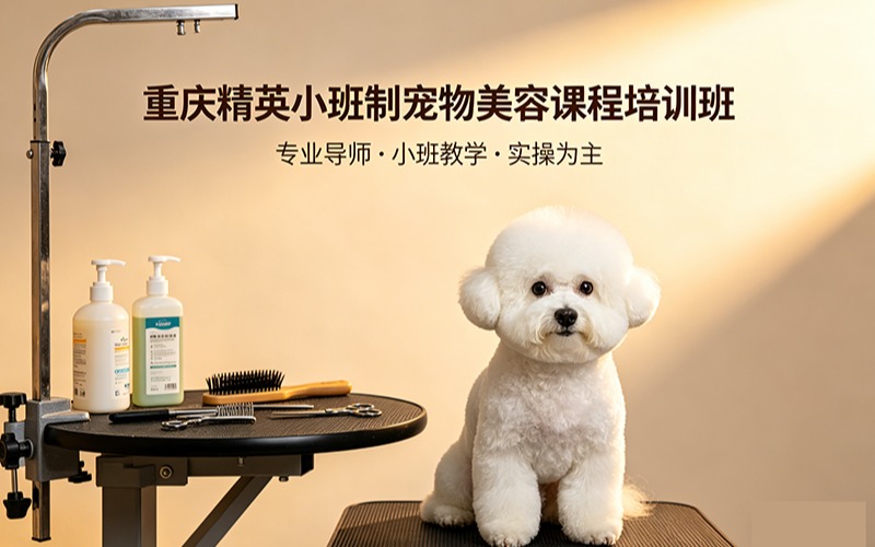 重庆精英小班制宠物美容课程培训班