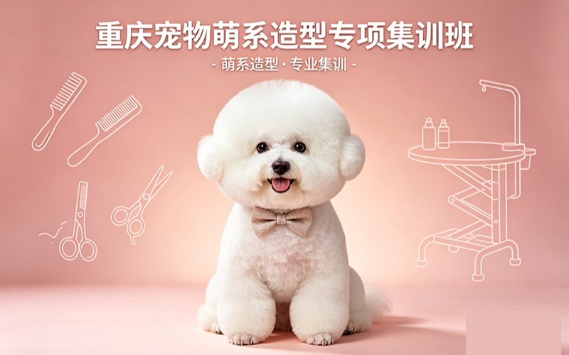 重庆宠物萌系造型专项集训班