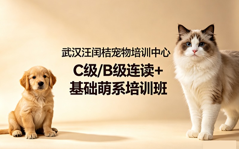 武漢寵物美容C級(jí)/B級(jí)連讀 + 基礎(chǔ)萌系培訓(xùn)班