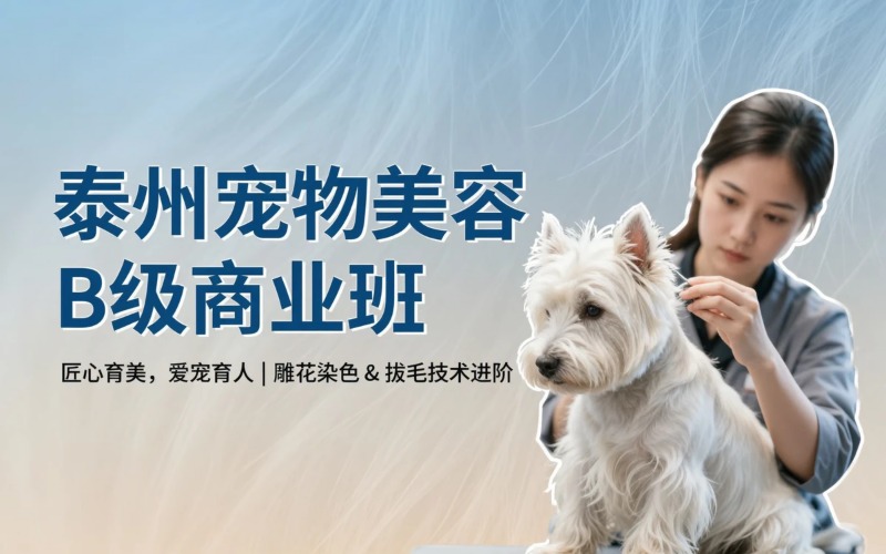 泰州专业宠物美容B级商业培训班