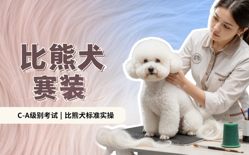 哈尔滨比熊犬赛装课程培训班