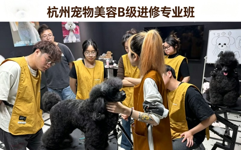 杭州毛儿顺宠物美容培训学校