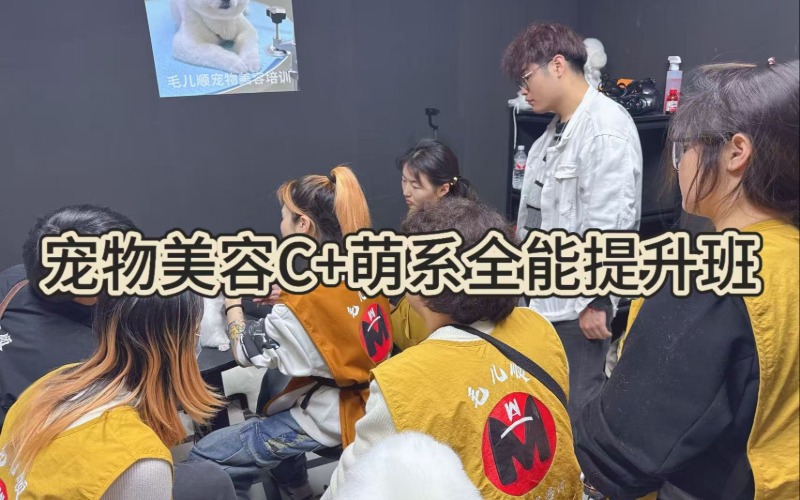 杭州毛儿顺宠物美容培训学校