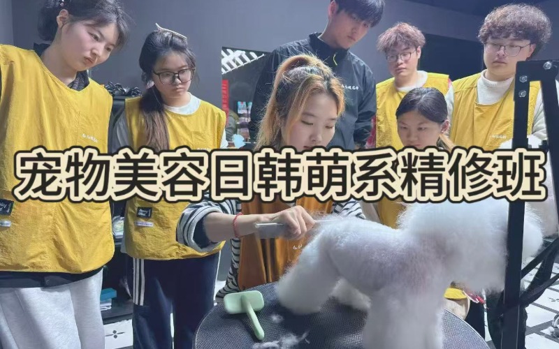杭州毛儿顺宠物美容培训学校
