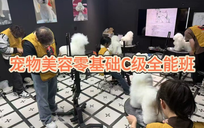 杭州毛儿顺宠物美容培训学校