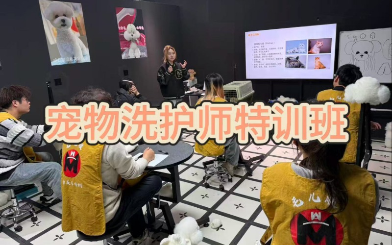 杭州毛儿顺宠物美容培训学校