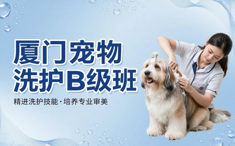 厦门宠物洗护/护理B级培训班