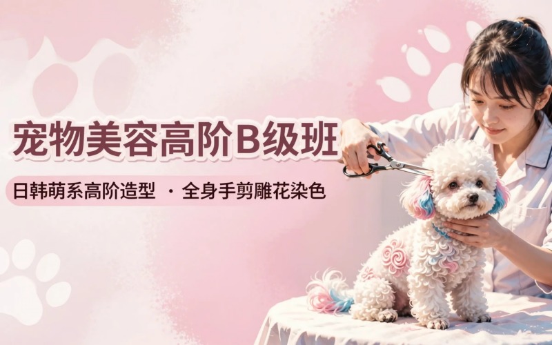 厦门宠物美容培训创意/高阶技能B级班