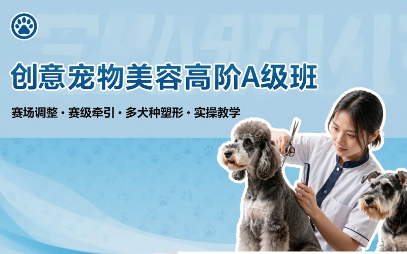 厦门宠物美容培训创意/高阶技能A级班
