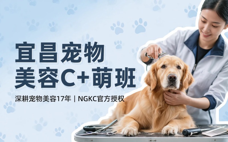 宜昌宠物美容培训C+萌综合班