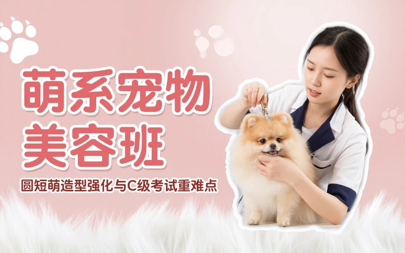 西安宠物美容C级/萌系就业班