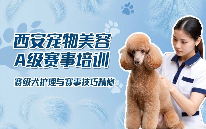 西安宠物美容A级专业赛事/门店升级培训课程