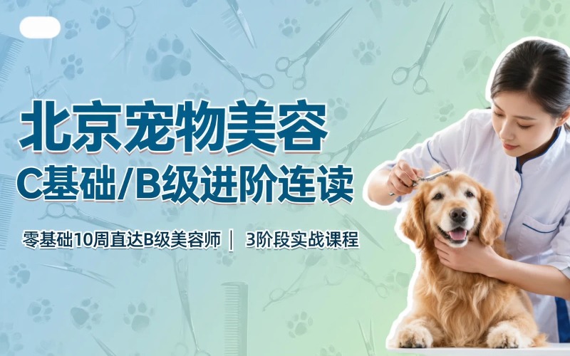 北京宠物美容C基础/B级进阶连读课程
