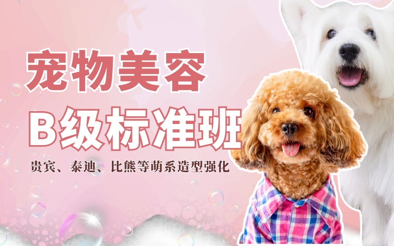 北京宠物美容B级标准班