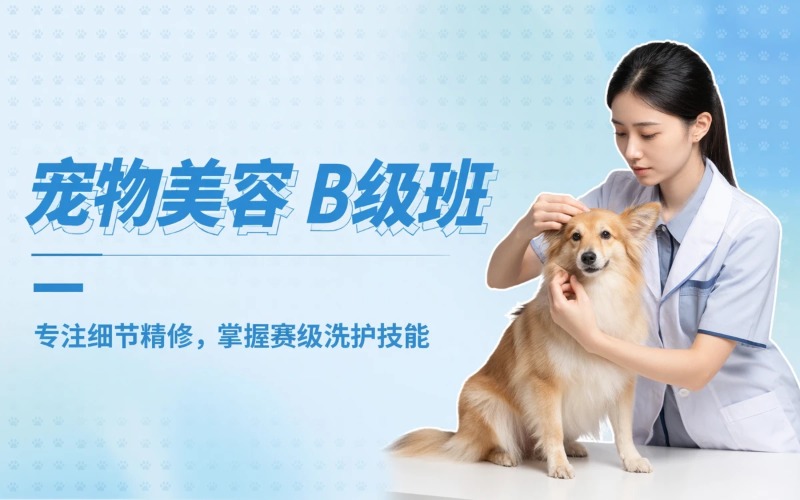 长沙宠物美容B级专业班