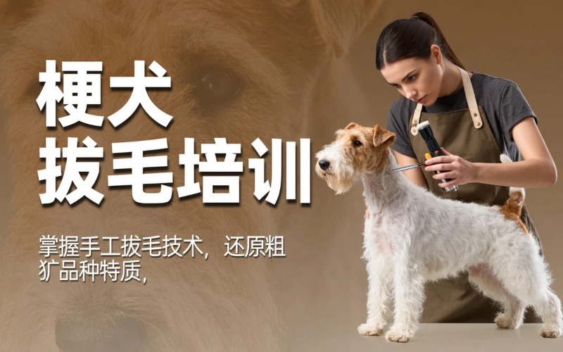 济宁宠物美容梗犬拔毛培训班