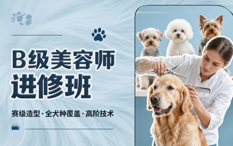 江门B级宠物美容师进修培训班