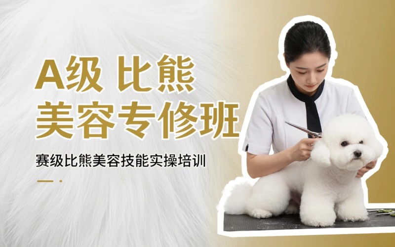 宠物美容A级比熊专修班