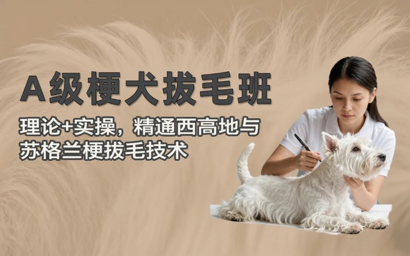 宠物美容A级梗犬拔毛班