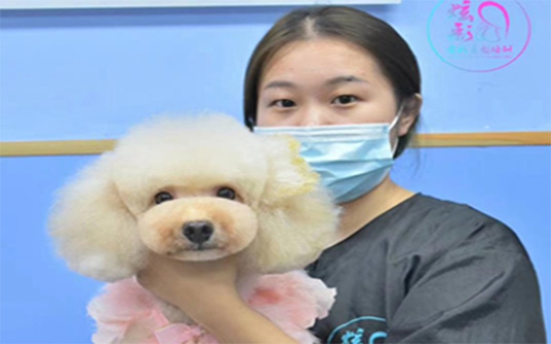 苏州炫彩宠物美容培训学校