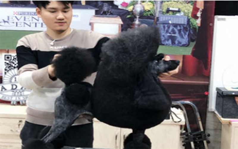 苏州炫彩宠物美容培训学校