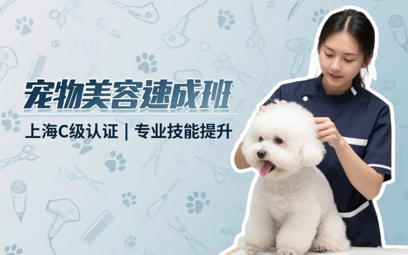 上海宠物美容设计C1速成成班