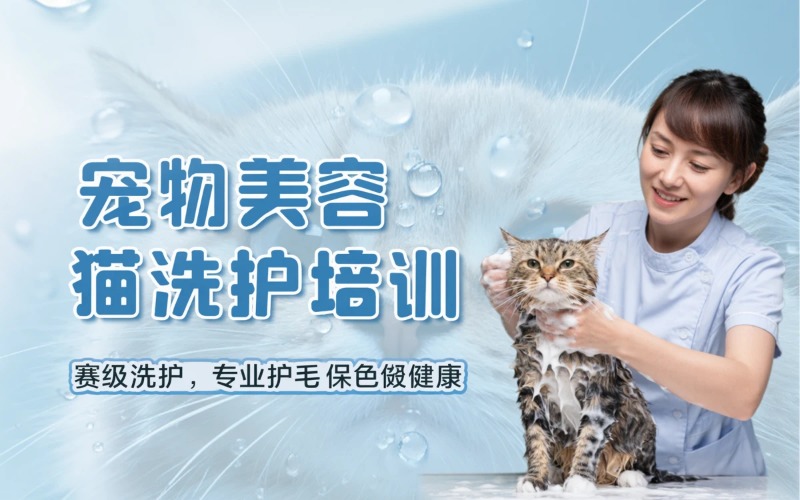 昆明宠物美容猫洗护培训班