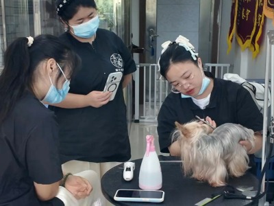 靖江市青禾宠物美容工作室的教学现场怎么样?