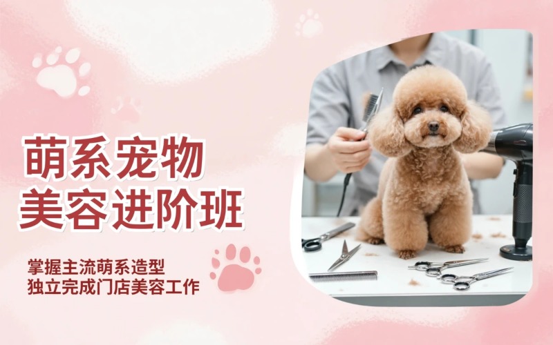 大连宠物美容萌系进阶培训班