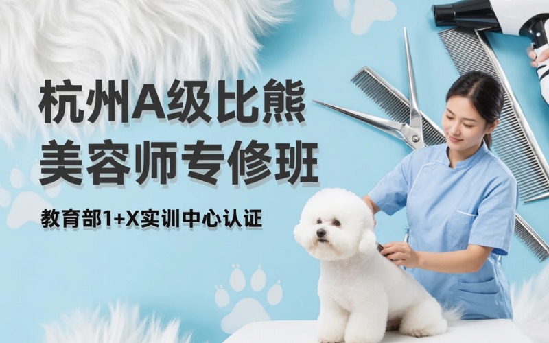 杭州宠物美容培训A 级比熊专修班