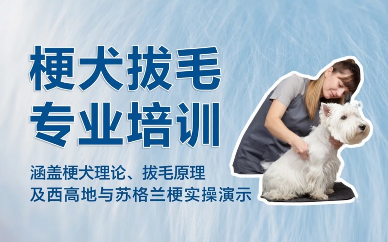 杭州A级梗犬拔毛专业培训班
