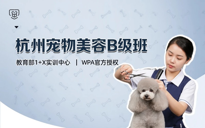 杭州宠物美容培训B级专业综合班