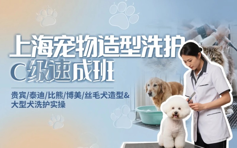 上海宠物造型洗护C级商业速成培训班