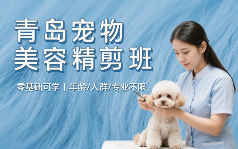 青岛宠物美容C级精剪班
