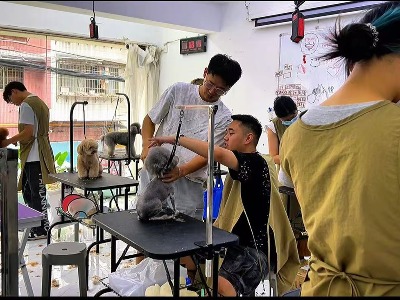 学宠物美容,看贵阳木子宠物美容培训专业师资