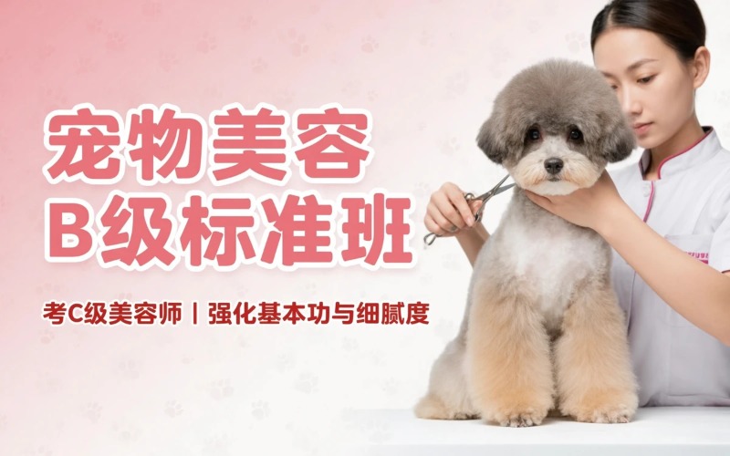佛山宠物美容B级标准班