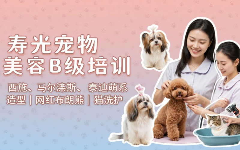 寿光宠物美容B级培训课程