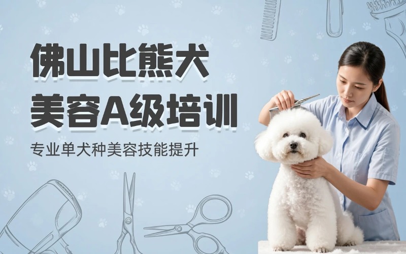 佛山宠物美容A级单犬种比熊考核定向培训课程