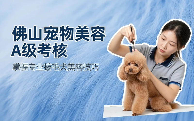 佛山宠物美容A级拔毛犬考核定向培训课程