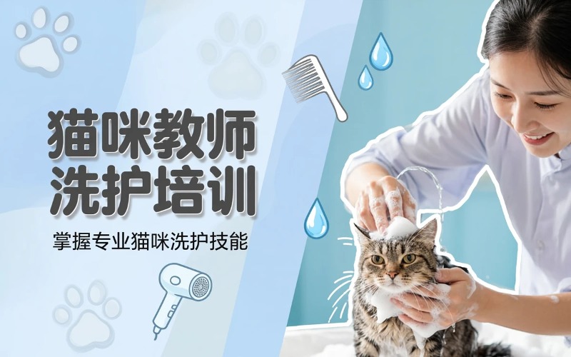佛山宠物美容猫咪教师级洗护培训课程