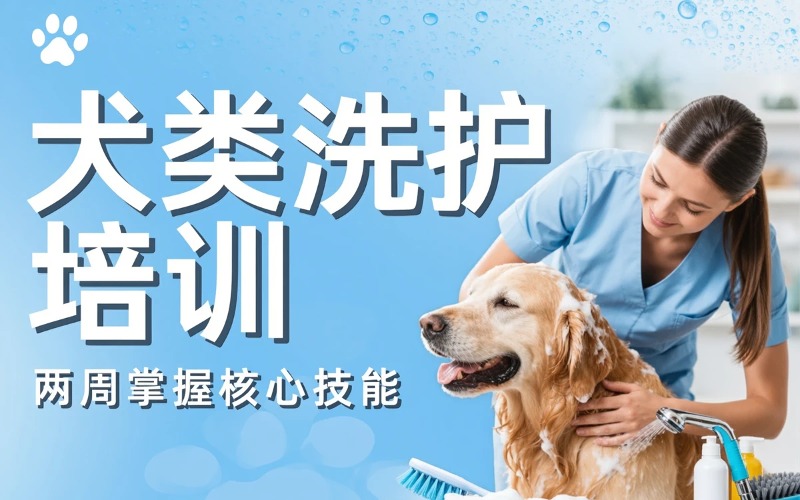 佛山宠物美容犬类洗护两周培训课程