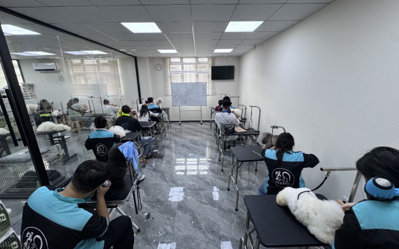苏州炫彩宠物美容培训学校