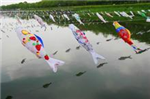 樱花国际日语各中心五月份举办了飘扬鲤鱼旗活动