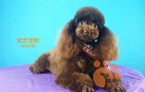 北京宠艺宠物美容师培训中心学员作品