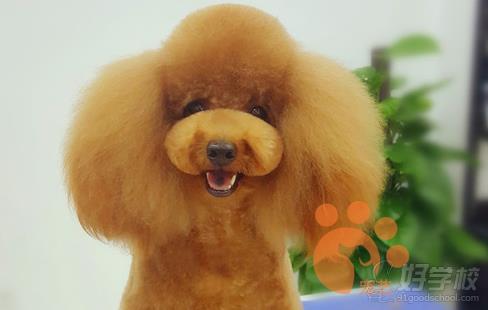 北京宠艺宠物美容师培训中心学习作品