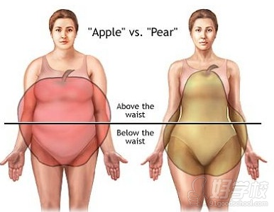 肥胖对体型的影响